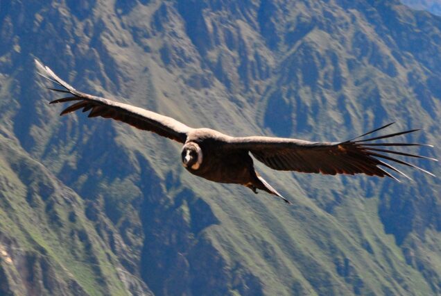 Colca Canyon Full Day Tour: Condor Sightseeing – Arequipa
