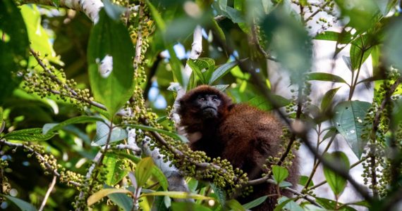 Manu-amazon-Cultural-cuscoland-g01